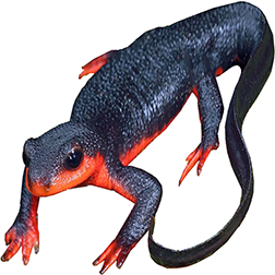 California Red-bellied